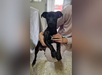 CHICO-sozial,umgänglich,schon gut erzogen sucht er auf gepacktem Köfferchen  sein Für-immer-Zuhause