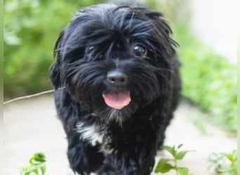 DARLA-wer hat ein Plätzchen an seiner  Seite frei um mit Darla durchs Leben zu gehen