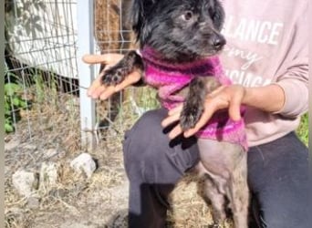 NERO-freundlicher, wenn auch noch etwas schüchterner junger Hund