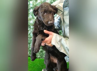 Freundliche MAGGY- wartet auf gepacktem Köfferchen auf ihre liebevolle Familie