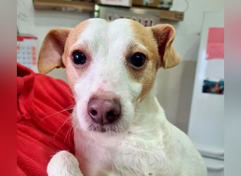 Fröhlicher BAKU-wartet in 79280 Au auf sein liebevolles Zuhause