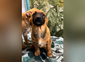 Cooper – bereit für die große Reise ins Glück