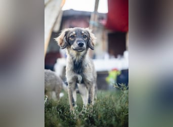 FELIA -wartet im Tierheim 79312 Emmendingen auf ihr liebevolles Für-immer-Zuhause