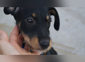 LARISSA - kleine Zaubermaus sucht ihr eigenes Für-immer-Körbchen