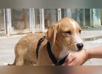 BROWNIE-Ein Herz auf vier Pfoten sucht sein zu Hause für immer
