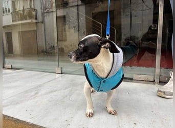 RUMI-kleines Herz auf 4 Pfoten, sanft, ruhig, liebt Kinder und Menschen -wo wartet seine Familie