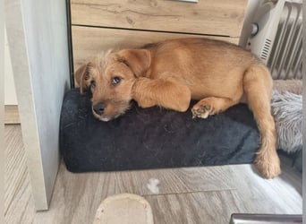 Kleine Robin sucht ihr großes Glück: seit sie In letzter Sekunde dem Schicksal entkommen ist!