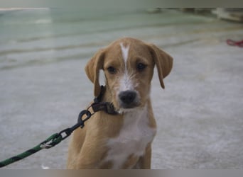 BROWNIE-Ein Herz auf vier Pfoten sucht sein zu Hause für immer