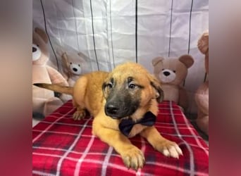 ZORRO-möchte IHR neues Familienmitglied werden!