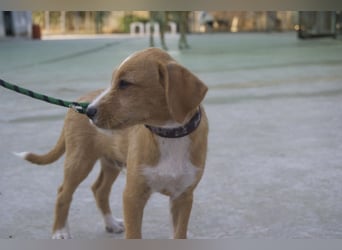 BROWNIE-Ein Herz auf vier Pfoten sucht sein zu Hause für immer