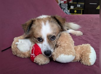 BISCUIT-kleiner Sonnenschein-liebevoll, anhänglich sucht sein liebevolles Für-immer-Zuhause