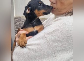 POLO-bald alt genug für seinen guten Start ins Leben