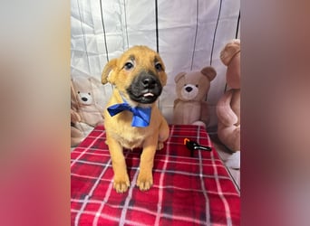 Buddy – freut sich auf das unbekümmerte Welpenleben