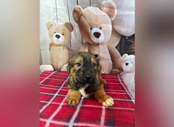 Archie – bereit für das große Welpenabenteuer