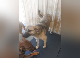 FREYA- liebevolle, freundliche, sanfte Seele sucht liebevolles Für-immer-Zuhause