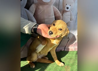 Hübsche IRIS-verschmust, liebesbedürftig sucht sie dringend ihr liebevolles Für-immer-Zuhause