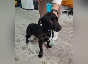 CHICO-sozial,umgänglich,schon gut erzogen sucht er auf gepacktem Köfferchen  sein Für-immer-Zuhause