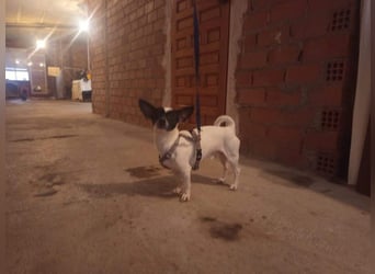 RUMI-kleines Herz auf 4 Pfoten, sanft, ruhig, liebt Kinder und Menschen -wo wartet seine Familie