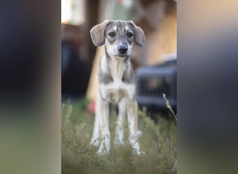 MILO - wartet auf Pflegestelle in 79206 Breisach auf ein gutes Zuhause