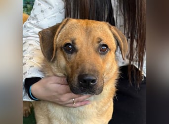 Niedlicher PACO-zutraulich, verschmust, liebenswert, den Menschen zugetan sucht sehnsüchtig Zuhause