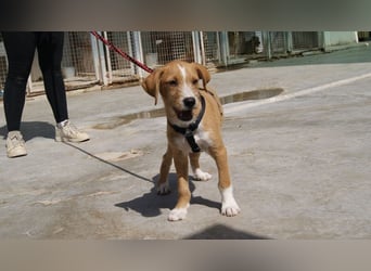 BROWNIE-Ein Herz auf vier Pfoten sucht sein zu Hause für immer