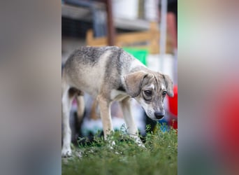 MILO - wartet auf Pflegestelle in 79206 Breisach auf ein gutes Zuhause