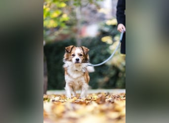 BISCUIT-kleiner Sonnenschein-liebevoll, anhänglich sucht sein liebevolles Für-immer-Zuhause