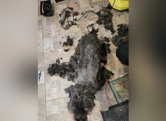 TAZ-ruhiger, sanfter, kluger ,vertrauensvoller Bub will endlich ankommen