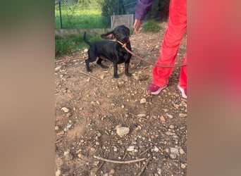 CAPO-ein kleiner,schwarzer Hundejunge,der sofort alle Herzen erobert auf der Suche nach se Familie