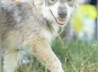 FOXY-eine kleine Hündin, die noch lernen möchte, der Welt zu vertrauen