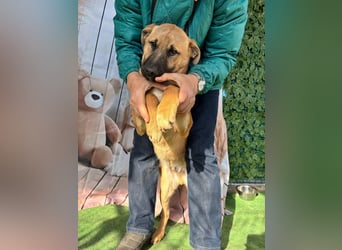 KNOX- sehr menschenbezogen, verschmust, liebesbedürftig bereit für seine Für-immer-Familie