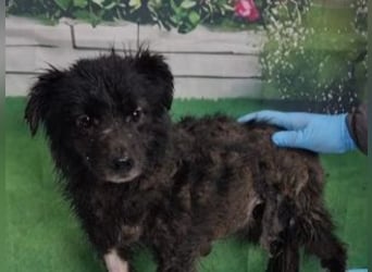 NERO-freundlicher, wenn auch noch etwas schüchterner junger Hund