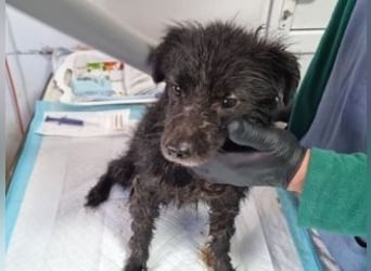 NERO-freundlicher, wenn auch noch etwas schüchterner junger Hund