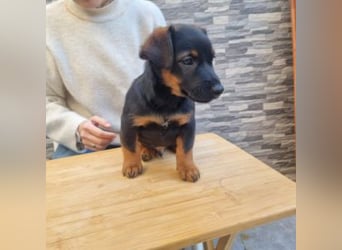 ROBI-kleiner Zwerg sucht seinen Lieblingsmenschen