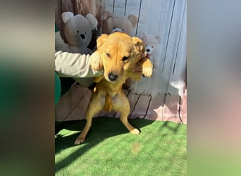 Hübsche IRIS-verschmust, liebesbedürftig sucht sie dringend ihr liebevolles Für-immer-Zuhause