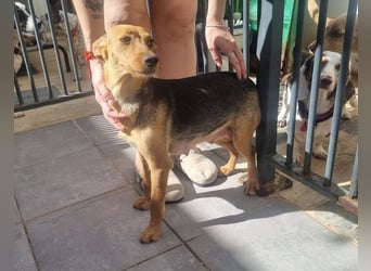 CHINA- überaus zärtlich, fürsorglich, sehnt sich nach menschlicher Nähe und liebevollem Zuhause