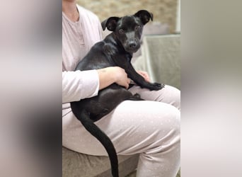 CHICO-sozial,umgänglich,schon gut erzogen sucht er auf gepacktem Köfferchen  sein Für-immer-Zuhause