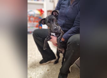 CHICO-sozial,umgänglich,schon gut erzogen sucht er auf gepacktem Köfferchen  sein Für-immer-Zuhause