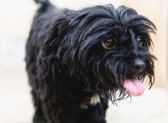 DARLA-wer hat ein Plätzchen an seiner  Seite frei um mit Darla durchs Leben zu gehen