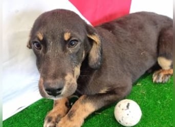 OLAF-überaus liebenswürdigen schokoladenfarbenen Mischlingsrüde