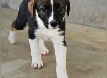 SAGA-wächst zu einem neugierigen und verspielten Hundekind heran