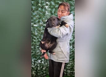 LORETTE - Zuckerschock, die kleine, unscheinbare Lorette sucht liebevolles Für-immer-Zuhause