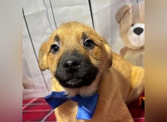 Buddy – freut sich auf das unbekümmerte Welpenleben