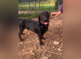 CAPO-ein kleiner,schwarzer Hundejunge,der sofort alle Herzen erobert auf der Suche nach se Familie