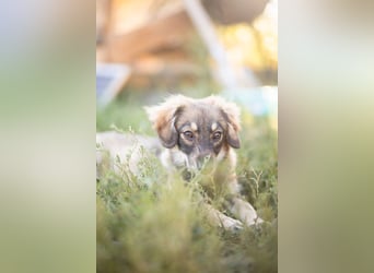 FELIA -wartet im Tierheim 79312 Emmendingen auf ihr liebevolles Für-immer-Zuhause