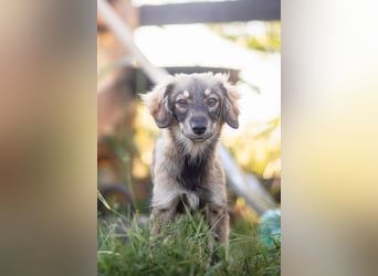 FELIA -wartet im Tierheim 79312 Emmendingen auf ihr liebevolles Für-immer-Zuhause