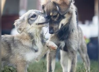 FOXY-eine kleine Hündin, die noch lernen möchte, der Welt zu vertrauen