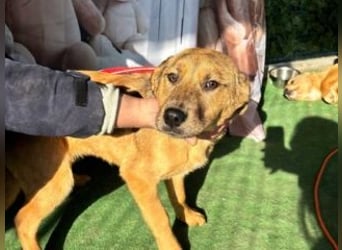 PRINCESS-Wären Sie bereit, Princess zum Teil Ihrer Familie zu machen?