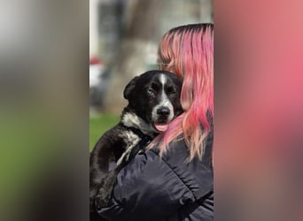 NORR-kleiner Sonnenschein, sehr lieb, ausgeglichen, verspielt, menschenbezogen