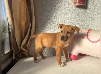 SULTAN-kämpfte sich ins Leben und wartet nun sehnsüchtig auf seine liebevolle Für-immer-Familie